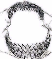 Dalatias licha_002.jpg